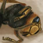 Wasp